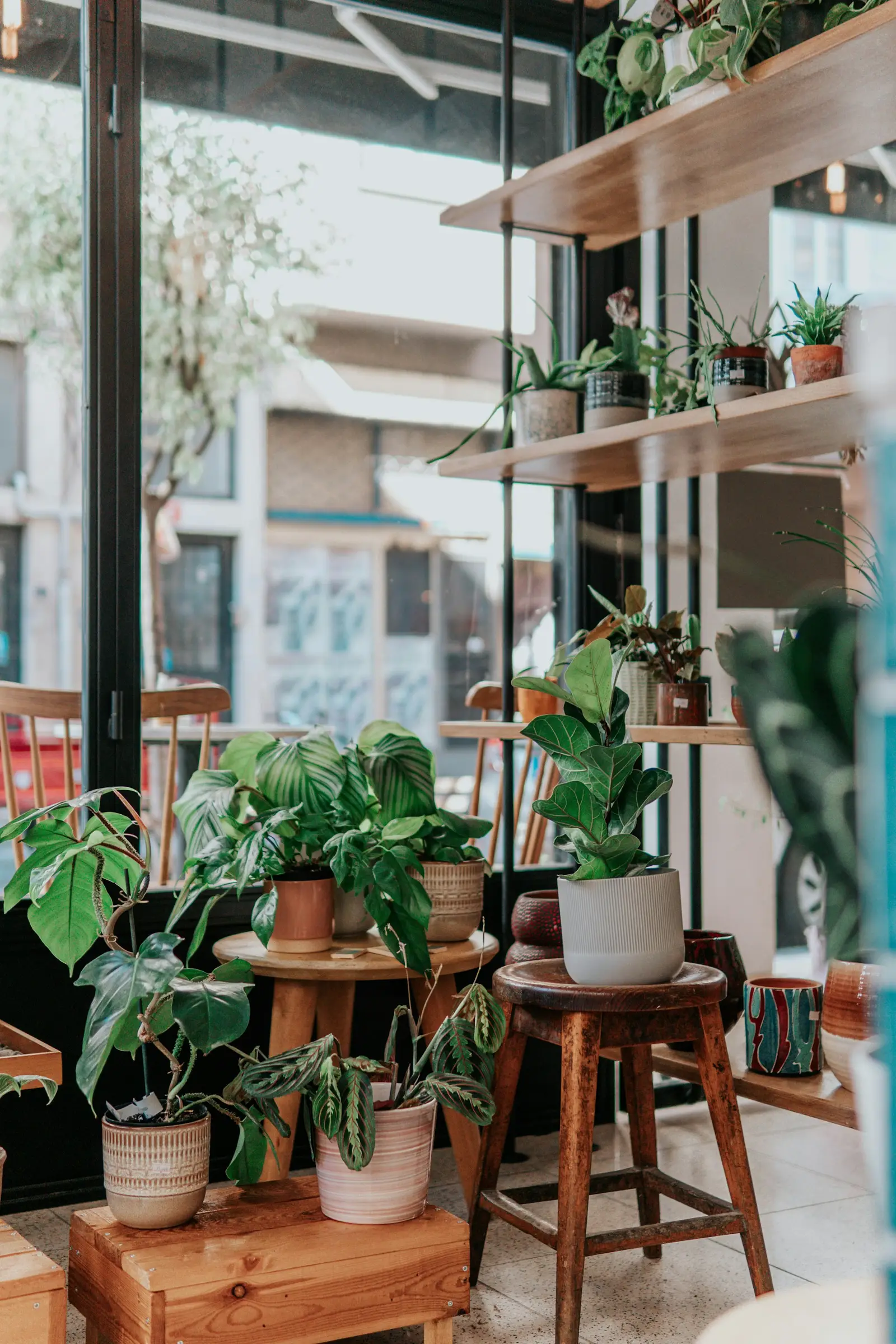 Potted plants on wooden stools and shelves in a sunlit shop window